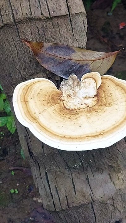 wild mushroom