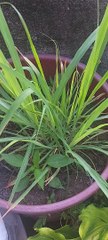 lemongrass plants