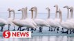 China's Ulungu Lake welcomes tundra swans