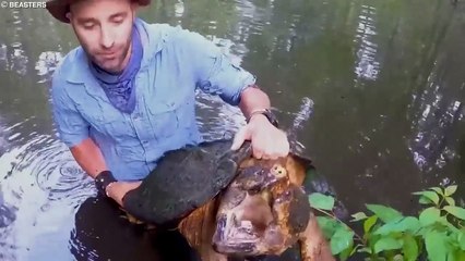 本当に存在するとは信じられないカメ