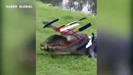 Timsah kaplumbağayı canından bezdirdi: "Yiyeceksen ye artık yiyemiyorsan görüşürüz ben gidiyorum" dedi ve gitti