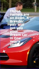 Hyacinth Macaw Facts