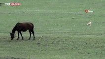 Nesli tükenme tehlikesi altındaki akbaba kamerada