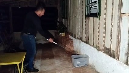 Cascavel é encontrada dentro de casa em Apucarana; assista a captura