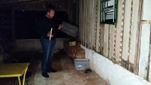 Sogra a solta! Cobra cascavel invade garagem em Apucarana e é capturada por biólogo