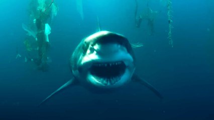 SHARKS! Watch the Official Trailer for Netflix's Under Paris