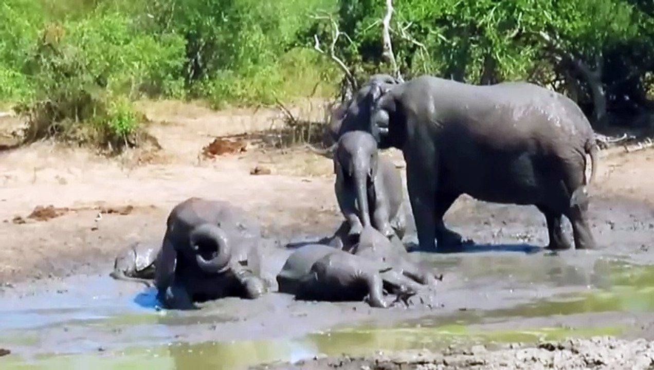 elephant family