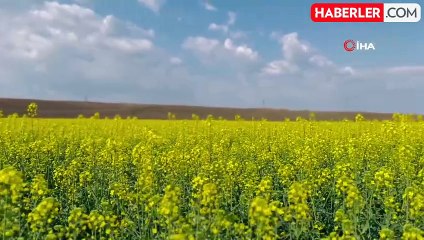 Kırklareli'nde çiçek açan kanola bitkisi tarlaları sarıya boyadı