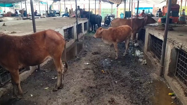 Dirt around platforms due to unseasonal rains, cowshed turned into vegetable market