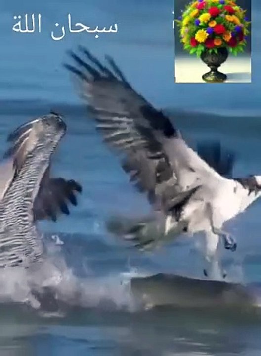 @"رحلة فريدة: صيد النسور للسمك في أعماق البحار"بكل احترافية مما يجعل يتغذى هو وصغارة