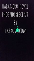Habanero Devil Phosphorescent in the dark