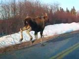 A la poursuite d'un orignal vers Chicoutimi (Québec)