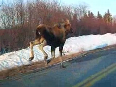 A la poursuite d'un orignal vers Chicoutimi (Québec)