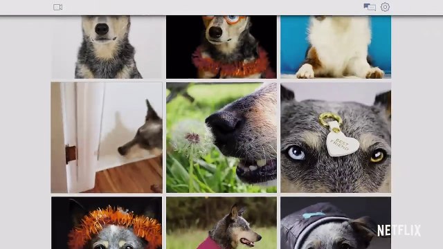 Pet Stars Saison 1 - (EN)