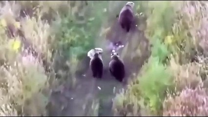 Familia de osos “adopta” perro que se perdió en la montaña