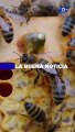 Las abejas comparten conocimientos como los humanos | La buena noticia