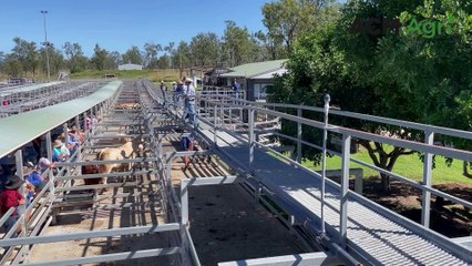 Hayes & Co Silverdale 18th annual show | April 12, 2024 | Queensland Country Life