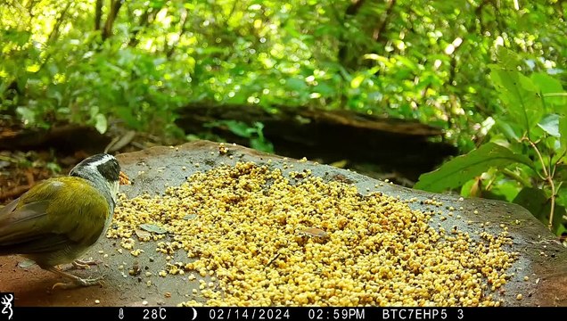 Os animais da fauna brasileira comendo na pedra
