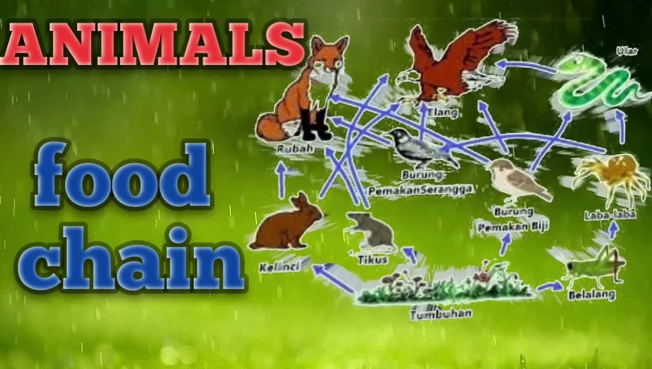 Animal-food chain