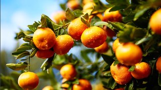 Moora Citrus overview | April 15, 2024 | Farmonline