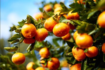 Moora Citrus overview | April 15, 2024 | Farmonline