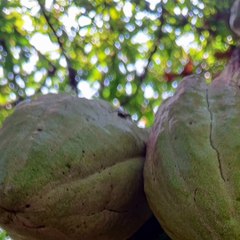 -ANDRÉS DE JESÚS VÉLEZ FRANCO- GRUPOS DE CIVILES ARMADOS: EN GENERAL (PARTE 2) (@AndresdeJesus90)