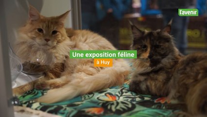 Une expo de chats à Huy