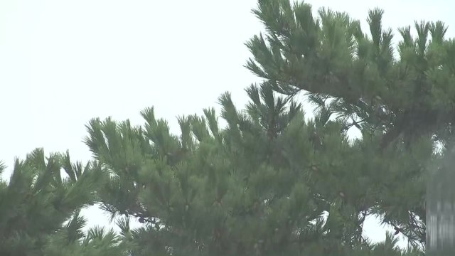 [날씨] 비 오며 고온 꺾여...해안가 강풍 동반 봄 호우 / YTN