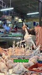 KACAU ! AYAM HARAM KAMU HARUS TAU