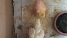 chicken