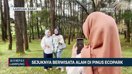 Sejuknya Berwisata Alam di Pinus Ecopark Lampung Barat