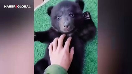 Gıdıklanan yavru ayının güldüğü anlar izlenme rekoru kırdı