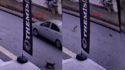 Sokak kedisini ezip yoluna devam etti