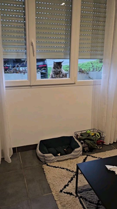 bioutiful Cats