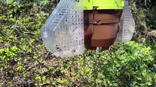 Des pièges contre les frelons asiatiques