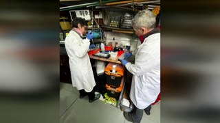 Scientists detect spread of deadly bird flu in Antarctica