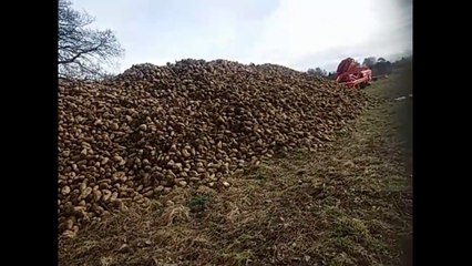 Sugar beet Problems - Part 3 -Episode 3