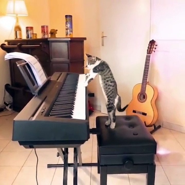 Funny cat