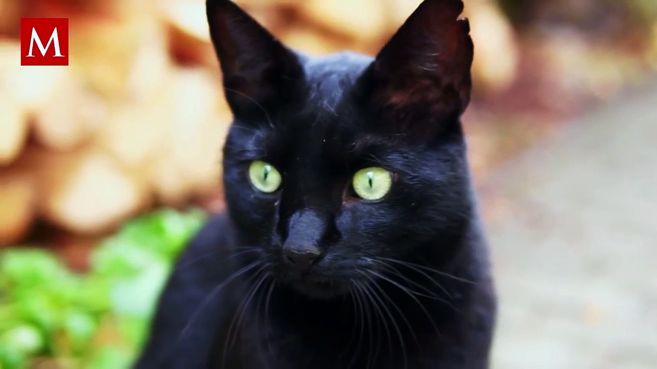 Criaturas del más allá: estos son los animales...