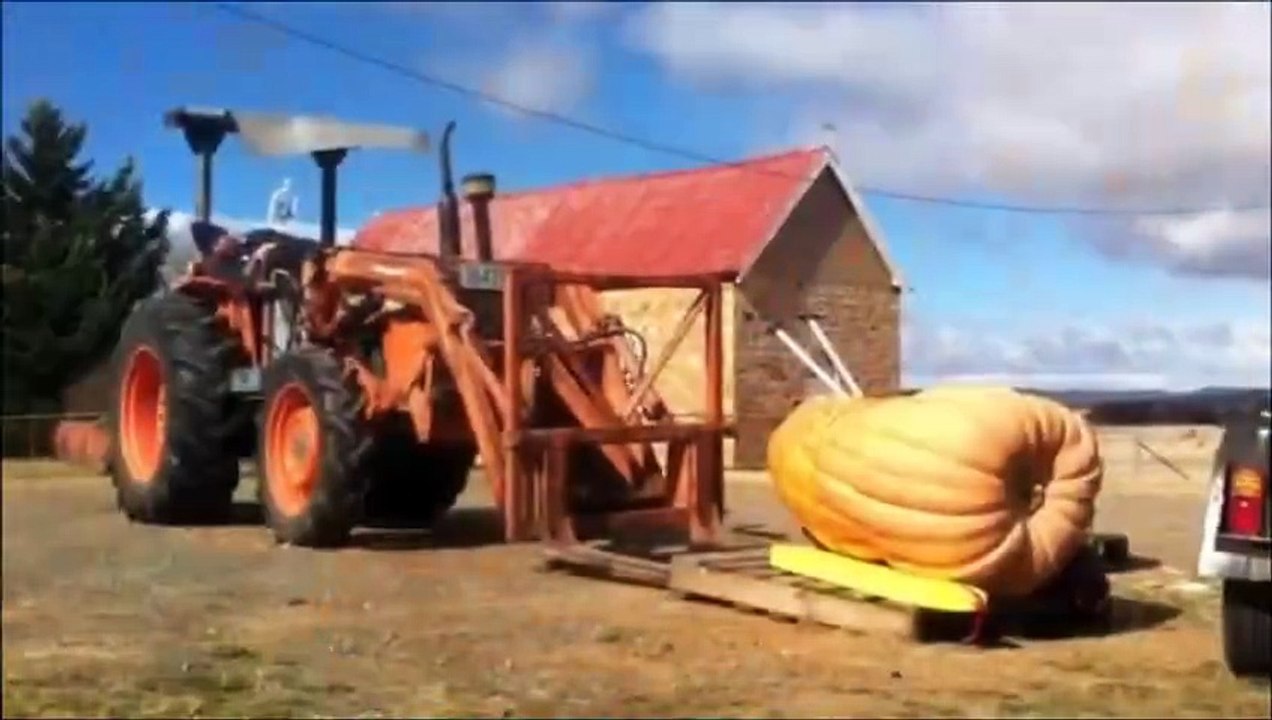 Pumpkins ahoy!
