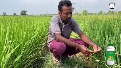 Shriram Aleksy: Securing Rice Crops