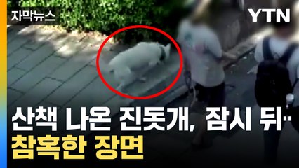 [자막뉴스] 갑자기 수풀로 달려들더니...진돗개 무자비한 공격 / YTN
