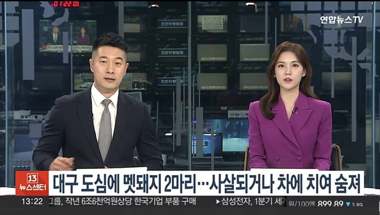 대구 도심에 멧돼지 2마리…1마리 사살, 다른 한마리 차에 치여 숨져