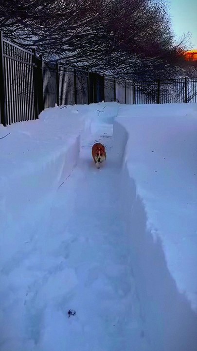 funny dog baby