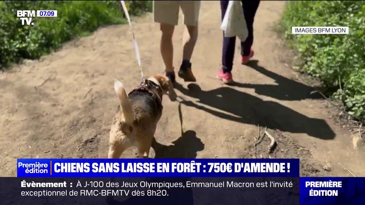 Promener son chien sans laisse hors des allées forestières pourra vous coûter une amende