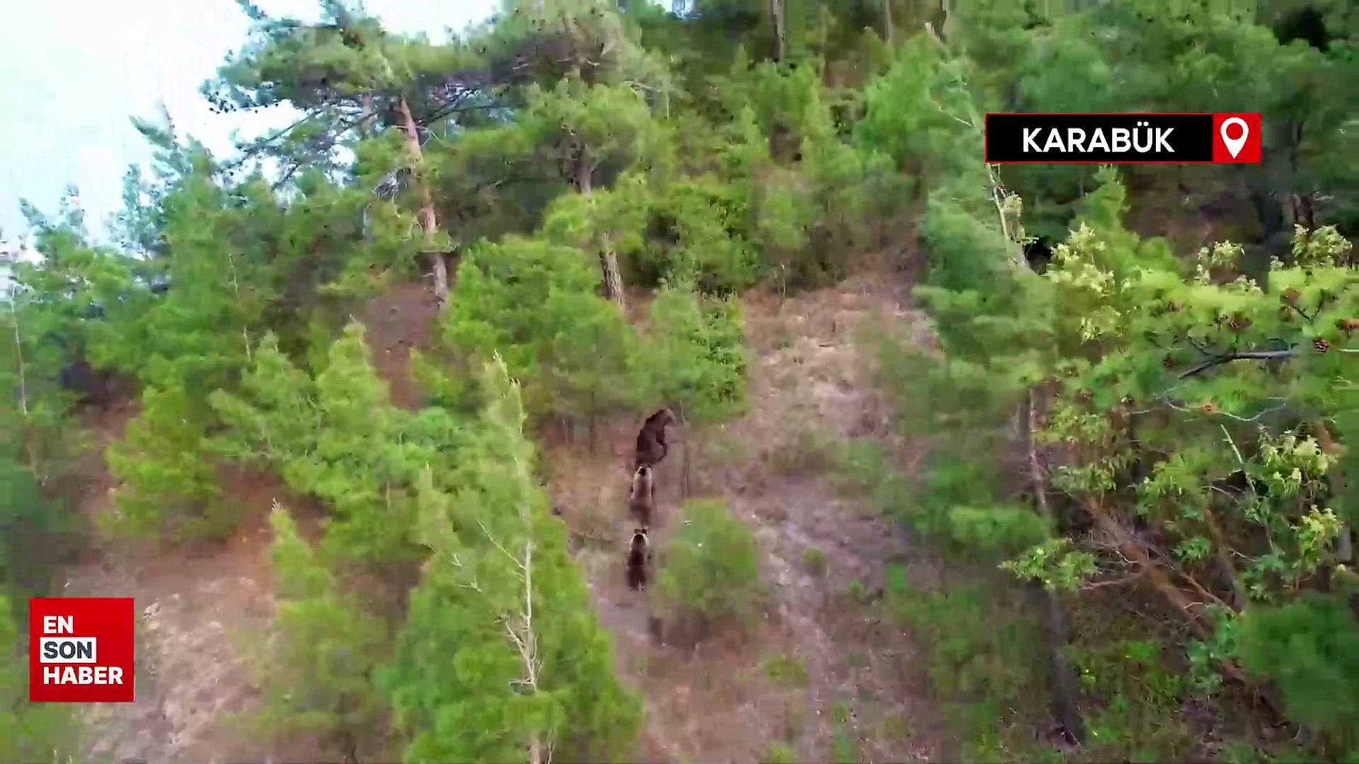 Yaban hayvanları dronla görüntülendi