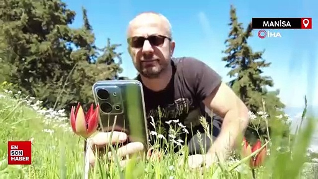 Manisa'da yılda bir kez açan bu laleleri koparmanın cezası: 387 bin lira