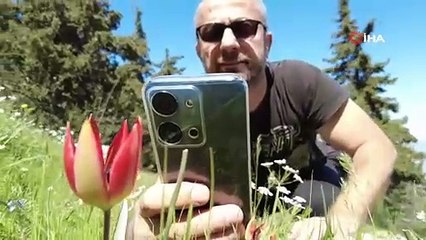 Yılda bir kez açan bu laleleri koparmanın cezası 387 bin lira