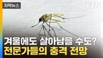 [자막뉴스] 모기, 겨울에도 살아남을 수도? 전문가들의 충격 전망 / YTN