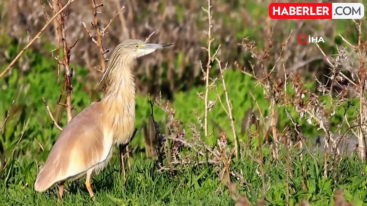 Aladağlar Milli Parkı ve Niğde Akkaya Barajı kuş fotoğrafçılarının mekanı oldu